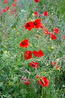 Papaver rhoeas - red poppies showing through Charlock 