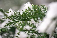 Branch of Thuja occidentalis under snow. 