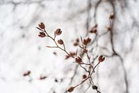 Fagus sylvatica - Branch with dry open beechnuts. European beech tree. January