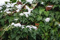 Hedera Helix - Common Ivy - partly covered with snow 