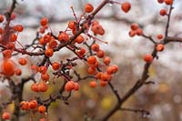 Malusâ€‰transitoria tree abundant with small orange apples in winter 