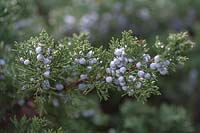 Juniperus polycarpos 'Sabina' -  Branch of evergreen Juniper with berries under snow. 