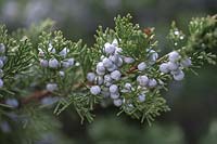 Juniperus polycarpos 'Sabina' with berries in winter