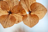 Hydrangea macrophylla - dry flower heads in winter 