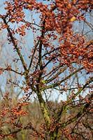 Malus transitoria - tree abundant with small orange apples against blue sky in winter 