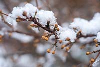Cornus mas 'Jolico' with buds under snow, January, Czech Republic