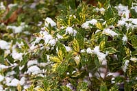 Osmanthus heterophyllus 'Goshiki' - Branch of variegated - False Holly. January