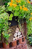 Recycled roof tiles re-used to form bug hotel with Nasturtium 'golden jewel' growing on roof