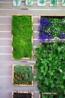 Contemporary green wall with herbs, strawberry plants and lobelia in box frames 