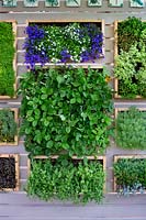 Year of Green Action Garden, contemporary green wall with herbs, strawberry plants and Lobelia