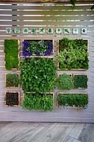 Year of Green Action Garden - contemporary green wall with herbs, strawberry plants and Lobelia