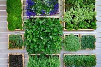 Year of Green Action Garden - contemporary green wall with herbs, strawberry plants and Lobelia
