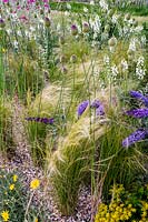 Beth Chatto's Drought Resistant Garden - Allium sphaerocephalon in bud with Stipa tenuissima and flowering plants in gravel bed