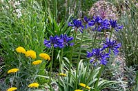 Beth Chatto's Drought Resistant Garden - Agapanthus campanulatus 'Navy Blue and golden Achillea x Schwellenberg