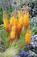 Beth Chatto's Drought Resistant Garden - Eremurus x isabellinus 'Pinokkio' and Eryngium bourgatii and Stipa
