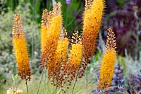 Beth Chatto's Drought Resistant Garden - Eremurus x isabellinus 'Pinokkio'