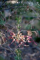 Grevillea batrachioides - Mount Lesueuer Grevillea - once thought to be extinct