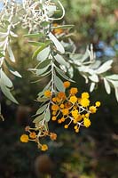 Acacia merrickiae