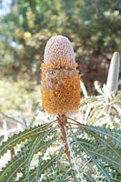 Banksia ashbyi subsp. boreoscaia 