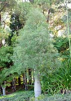 Brachychiton rupestris - Narrow-leaved Bottle Tree or Queensland Bottle Tree
