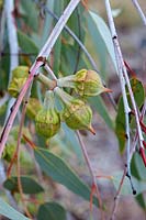 Eucalyptus youngiana - Large-fruited Mallee, Ooldea mallee or Yarldarlba