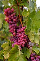 Vitis vinifera 'Purple' Aptissa aga x Cardinal - Grape Vine - bunch of ripe red-purple grapes 