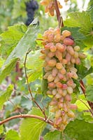 Vitis vinifera - Grape Vine - bunch of ripe yellow-red grapes, a new variety code BV 18-29 a cross of 'Estafeta' x 'Augustovskij' 