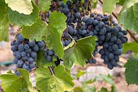 Vitis vinifera 'Ajvaz' - Grape Vine - bunch of blue-black grapes 