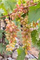Vitis vinifera - Grape Vine - a new variety code BV 18-29  a cross of 'Estafeta' x 'Augustovskij', bunch of ripe yellow-red grapes 