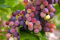 Vitis vinifera 'Royal' - Grape Vine - bunch of ripe red-purple grapes