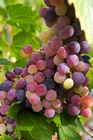 Vitis vinifera 'Royal' - Grape Vine - bunch of ripe red-purple grapes 