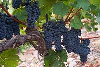 Vitis vinifera 'Blauer Portugieser' - Grape Vine - old gnarled vine, young wood and many bunches of ripe blue-black grapes 