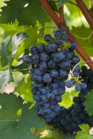 Vitis vinifera 'Blauer Portugieser' - Grape Vine - bunch of ripe blue-black grapes 