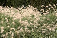 Pennisetum alopecuroides 'Hameln' - Chinese Fountain Grass - large drift near hedge