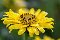 Helianthus annuus 'Sun Catcher Pure Gold' - Sunflower