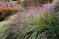 Pennisetum alopecuroides - Chinese Fountain Grass 