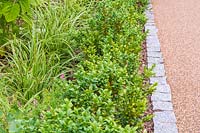 Cobbled granite edge by border with Buxus hedge and Carex 'Ice Queen'