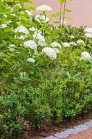 Hydrangea arborescens 'Strong Annabelle' in border edged with Buxus sempervirens