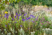 Herbaceous border in autumn with Aconitum carmichaelii 'Arendsii', Calamagrostis x acutiflora 'Karl Foerster' and michaelmas daisies
