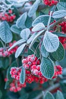 Cotoneaster lacteus. Berries with frost