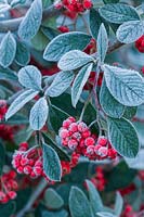 Cotoneaster lacteus - frosted foliage and berries