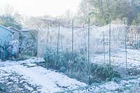 View of allotment on a frosty morning showing brassicas protected by bird netting