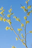 Hamamelis japonica 'Zuccariniana' - Witch Hazel - against a blue sky