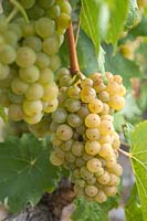 Vitis vinifera  'Welschriesling' - common grape vine