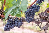 Vitis vinifera 'Pinot Noire' - Common Grape Vine. 