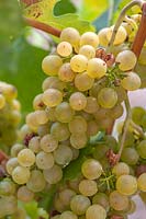 Vitis vinifera 'Veritas' - Common grape vine. 