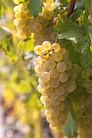 Vitis vinifera 'Chardonnay' - Common grape vine 'Chardonnay' 