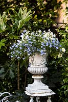 Classic urn container with flowering lobelia, May.