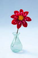 Dahlia 'Don Hill' in a vase 
