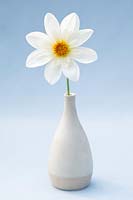 Dahlia 'Fairfield Frost' in a vase